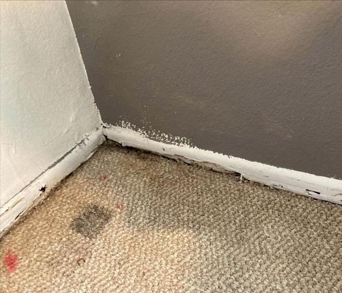 Mold growing by baseboards.